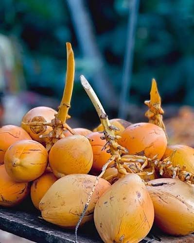 Cocco re (thambili)