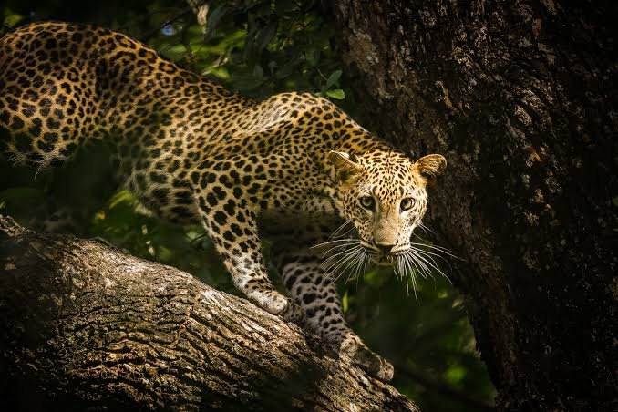 Leopardo nel Parco di Yala